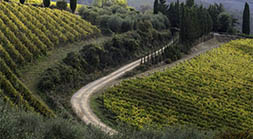 Tra Vigne, "Among the Vines"